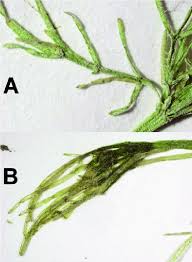 Attēlu rezultāti vaicājumam “Chara contraria”