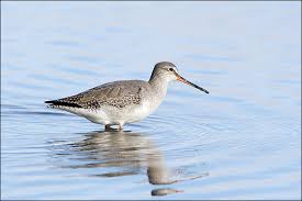 Image result for Tringa erythropus