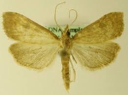 Attēlu rezultāti vaicājumam “Udea fulvalis”