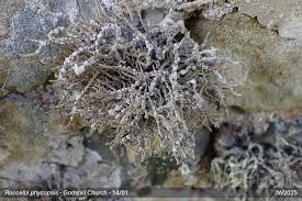 Attēlu rezultāti vaicājumam “Petractis sp.”