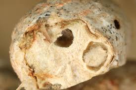 Attēlu rezultāti vaicājumam “Lasioptera rubi larva”