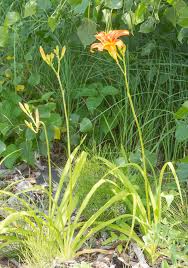 Attēlu rezultāti vaicājumam “Hemerocallis lilioasphodelus”