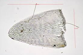 Attēlu rezultāti vaicājumam “Sphagnum flexuosum”