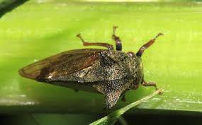 Attēlu rezultāti vaicājumam “Centrotus cornutus”