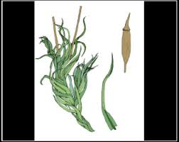 Attēlu rezultāti vaicājumam “Saelania glaucescens”