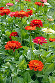 Image result for Zinnia elegans