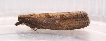 Attēlu rezultāti vaicājumam “Epinotia sordidana”