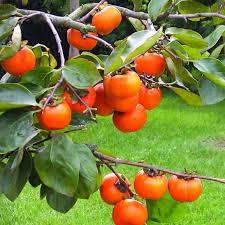 Image result for sharon fruit