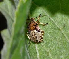 Attēlu rezultāti vaicājumam “Pinthaeus sanguinipes”
