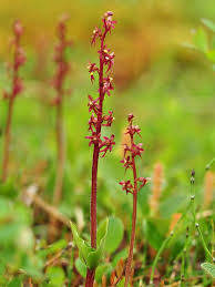 Attēlu rezultāti vaicājumam “Listera cordata fruit”