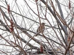 Image result for Turdus naumanni