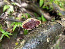 Attēlu rezultāti vaicājumam “Didymium xanthopus”