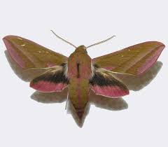 Attēlu rezultāti vaicājumam “Deilephila elpenor”