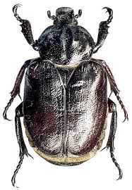 Attēlu rezultāti vaicājumam “Osmoderma barnabita”