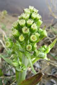 Attēlu rezultāti vaicājumam “Oenothera rubricauli flower”