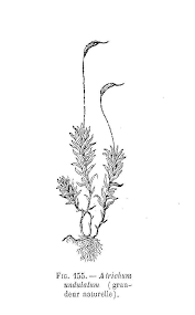 Attēlu rezultāti vaicājumam “Atrichum undulatum sporophyte”