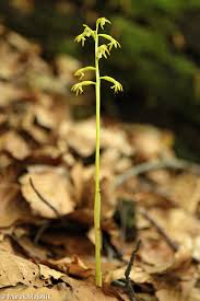 Attēlu rezultāti vaicājumam “Corallorhiza trifida fruit”