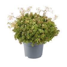 Attēlu rezultāti vaicājumam “Sedum album leaf”