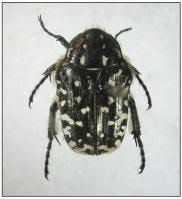 Attēlu rezultāti vaicājumam “Oxythyrea funesta”