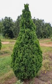 Attēlu rezultāti vaicājumam “Thuja occidentalis”