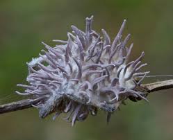 Attēlu rezultāti vaicājumam “Torrubiella arachnophila”