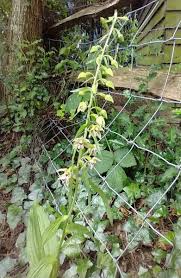 Attēlu rezultāti vaicājumam “Epipactis helleborine leaf”