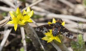 Attēlu rezultāti vaicājumam “Exoprosopa capucina”