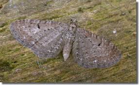 Attēlu rezultāti vaicājumam “Eupithecia satyrata”