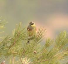 Image result for Emberiza cirlus