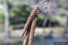 Attēlu rezultāti vaicājumam “Alnus glutinosa flower”