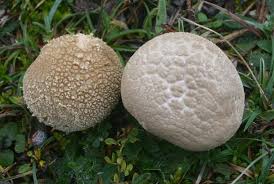 Attēlu rezultāti vaicājumam “Calvatia utriformis”
