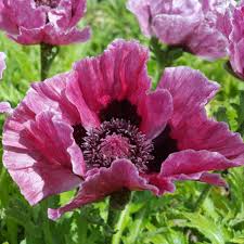 Image result for Papaver orientale