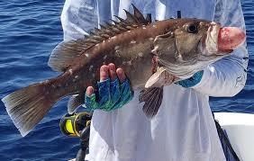 Image result for Hyporthodus niveatus