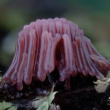 Attēlu rezultāti vaicājumam “Stemonitis splendens spores”