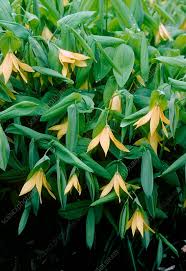 Attēlu rezultāti vaicājumam “Uvularia grandiflora flower”