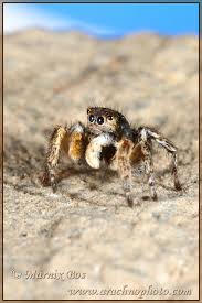 Attēlu rezultāti vaicājumam “Aelurillus v-insignitus”