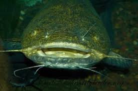 Image result for Pylodictis olivaris