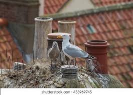 Attēlu rezultāti vaicājumam “Larus argentatus nest”