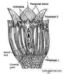 Attēlu rezultāti vaicājumam “Polytrichales”