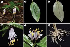 Attēlu rezultāti vaicājumam “Colchicaceae”