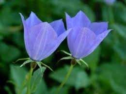 Attēlu rezultāti vaicājumam “Campanulaceae”