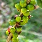 Attēlu rezultāti vaicājumam “Daphne mezereum fruit”