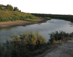 Image result for Chelon saliens