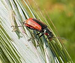Attēlu rezultāti vaicājumam “Malachidae”