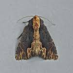 Attēlu rezultāti vaicājumam “Dypterygia scabriuscula”