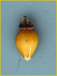 Attēlu rezultāti vaicājumam “Eleocharis uniglumis fruit”