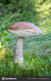 Attēlu rezultāti vaicājumam “Leccinum scabrum”