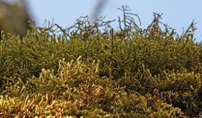 Attēlu rezultāti vaicājumam “Serpoleskea subtilis sporophyte”