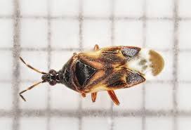 Attēlu rezultāti vaicājumam “Anthocoris nemorum”