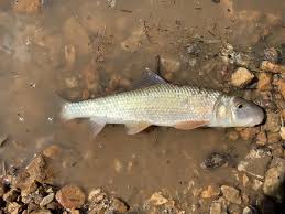 Image result for Moxostoma duquesnei